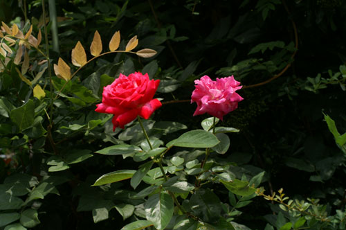 2013080452.jpg